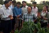 Bàn giải pháp sản xuất cà phê thích ứng biến đổi khí hậu
