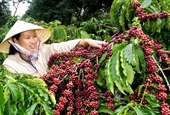 Góp phần nâng cao năng suất và chất lượng cà phê